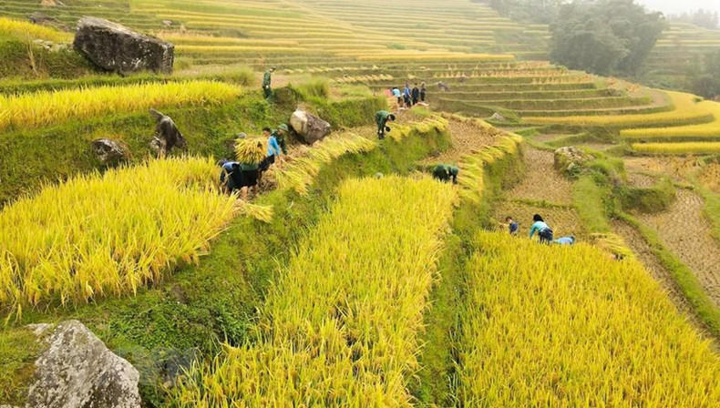 Border guards help the local people in harvesting rice. (Photo: VNA)