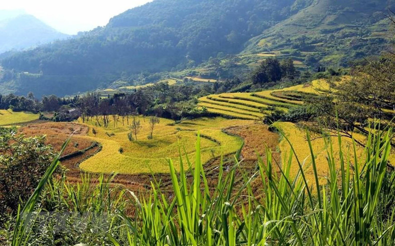 The terraced fields during the rice ripening season are beautiful like a mural amid the border area throughout the northwest region. The terraced fields during the rice ripening season are beautiful like a mural amid the border area throughout the northwest region.