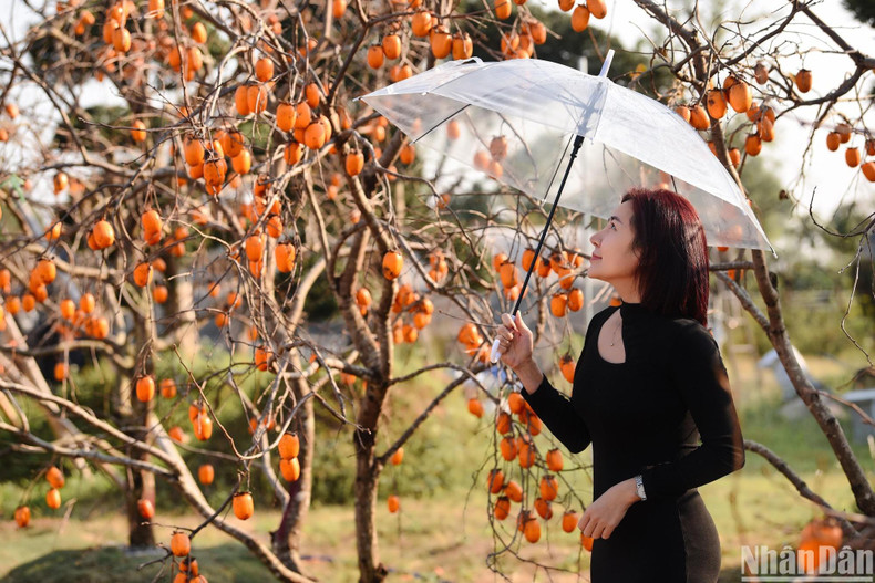 The ripened persimmon garden brings about a feeling among tourists as if they are visiting the Norwest region.