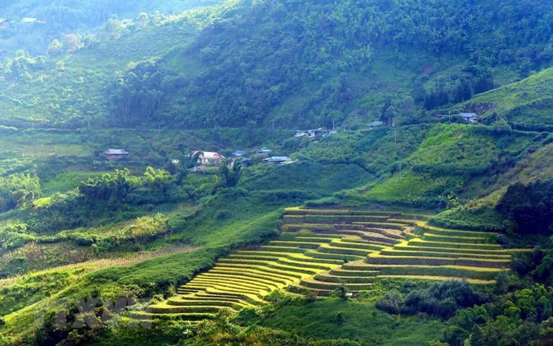 Rice-terraced fields immersed in the autumn sunlight. Rice-terraced fields immersed in the autumn sunlight.