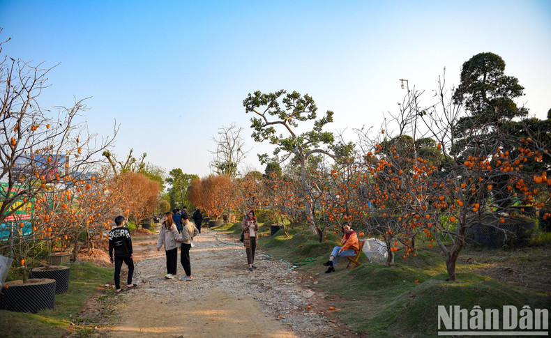The owner of Minh Ngoc Garden has purchased around 250 persimmon trees from Bac Giang and Son La provinces.