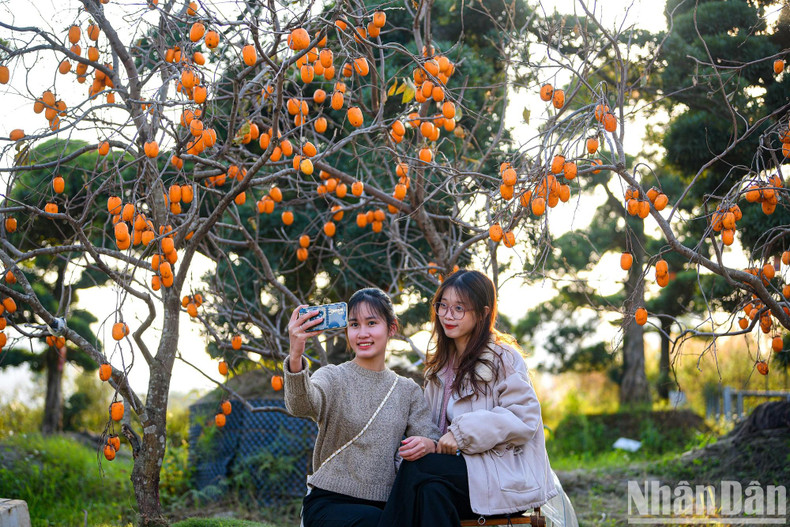 Each tree is priced from 4 million to 20 million VND, the price of an ancient tree may be up to 60 million VND.