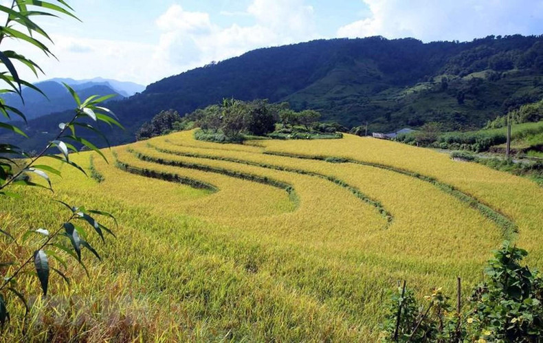The colourful patches of terraced fields in Lai Chau province. The colourful patches of terraced fields in Lai Chau province.