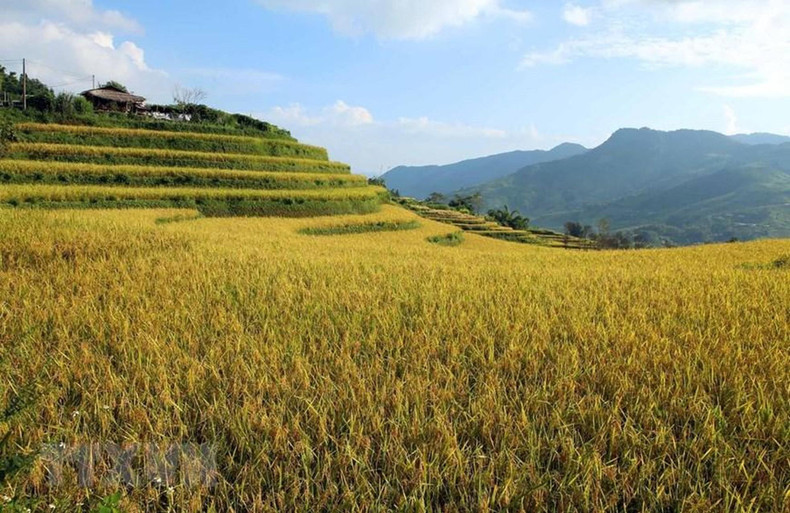 The golden yellow of terraced paddy fields signals a bumper crop for locals in Den Thang village, Dao San commune. The golden yellow of terraced paddy fields signals a bumper crop for locals in Den Thang village, Dao San commune.