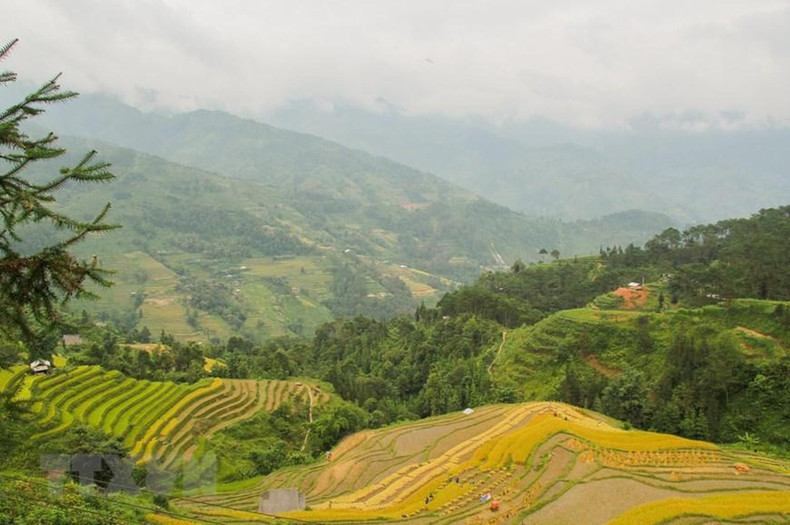 Ripe rice on the terraced fields turns golden yellow. (Photo: VNA)