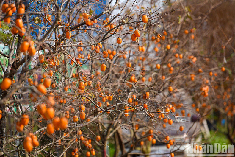 According to Pham Thuy Nhung, the owner of Minh Ngoc Garden, the trees were transported from Moc Chau district, Son La province.