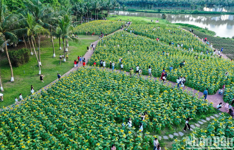 Overview of sunflower field from above. Overview of sunflower field from above.