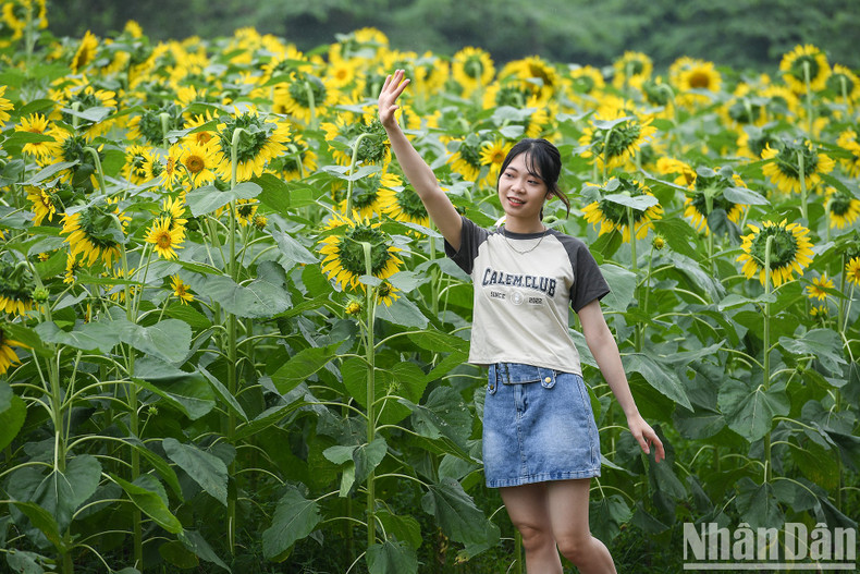 Young people enjoy immersing themselves in this unique sunflower field. Young people enjoy immersing themselves in this unique sunflower field.