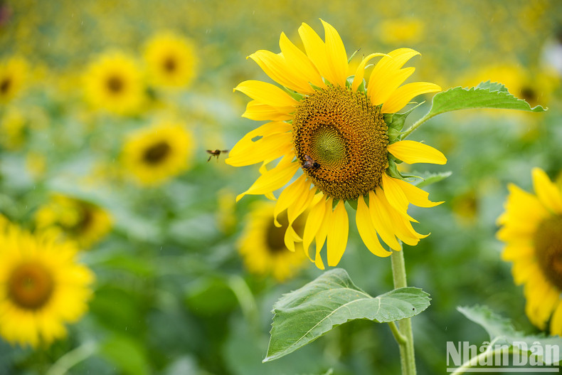 Sunflowers are not only beautiful and brilliant in the golden sun, but they also have strong vitality, a symbol of faith and hope. The bright colours of this flower can bring joy to the soul and dispel the fatigue and stress of urban life. Sunflowers are not only beautiful and brilliant in the golden sun, but they also have strong vitality, a symbol of faith and hope. The bright colours of this flower can bring joy to the soul and dispel the fatigue and stress of urban life.