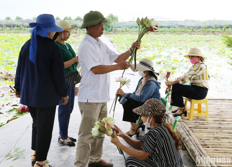 In addition to enjoying the romantic scenery on Van Dai lotus pond, visitors also experience how to pick and bunch lotus flowers.