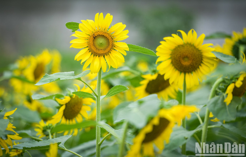 The best time to bloom is from 7am to 8am and 3pm to 5pm. This year, the Ecopark sunflower field welcomes visitors in the early summer days of 2023. The best time to bloom is from 7am to 8am and 3pm to 5pm. This year, the Ecopark sunflower field welcomes visitors in the early summer days of 2023.