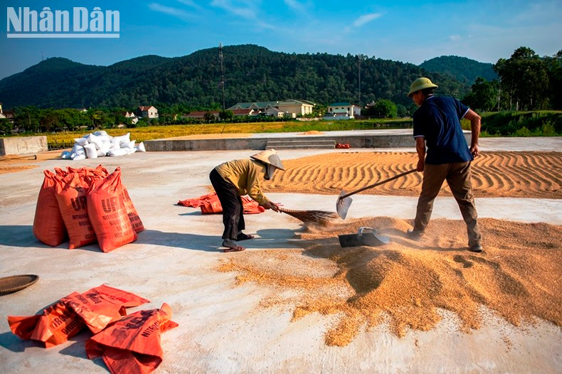 In Pictures: Golden season in Ha Tinh ảnh 5