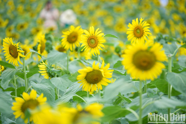 The variety of sunflowers in the Ecopark flower field are imported from Thailand with a tall stem and a cotton diameter of up to 30cm. The variety of sunflowers in the Ecopark flower field are imported from Thailand with a tall stem and a cotton diameter of up to 30cm.