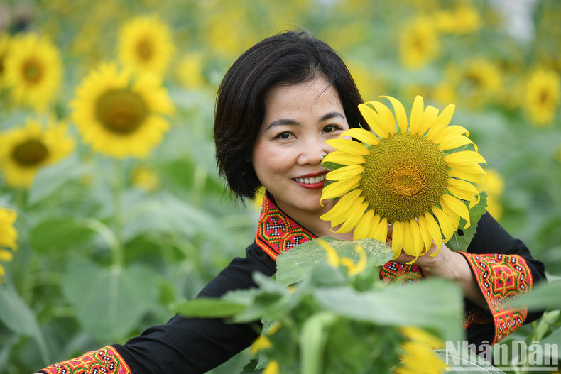 The sunflowers are in full bloom, with flowers larger in diameter than a human face. The sunflowers are in full bloom, with flowers larger in diameter than a human face.
