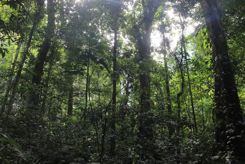 The Ba To District protection forest has high biodiversity value.