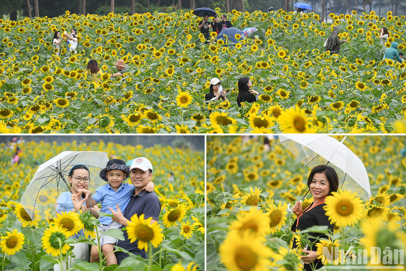 Tens of thousands of sunflowers are planted on an area of 3,000 square meters. Among the large flower beds are paths for visitors to freely choose for themselves the most beautiful angles to take pictures. Tens of thousands of sunflowers are planted on an area of 3,000 square meters. Among the large flower beds are paths for visitors to freely choose for themselves the most beautiful angles to take pictures.