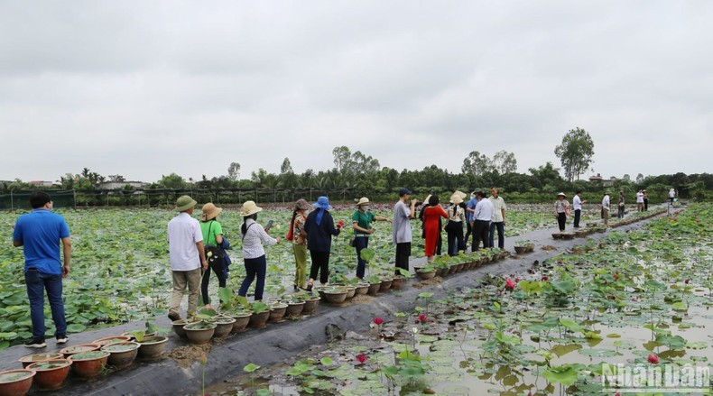Van Dai lotus pond is spread over an area of 5.4ha, including 16 varieties of lotus.
