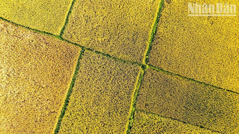 The spring rice crop of 2023 in Ha Tinh is assessed to reach a record yield. The spring rice crop of 2023 in Ha Tinh is assessed to reach a record yield.