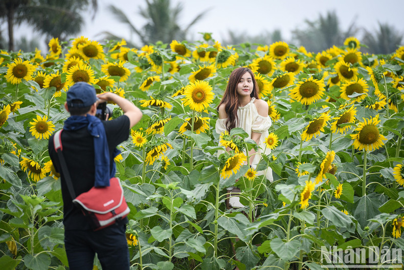 Taking a photo in the middle of a forest of sunflowers like this is a rare opportunity. Taking a photo in the middle of a forest of sunflowers like this is a rare opportunity.