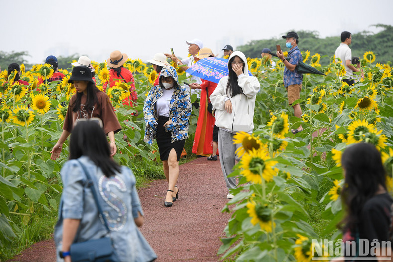 Many young people come to explore the sunflower field in the early summer days of May. Many young people come to explore the sunflower field in the early summer days of May.