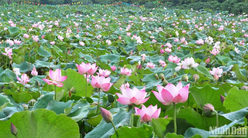 In Pictures: Van Dai lotus pond attracts visitors ảnh 1