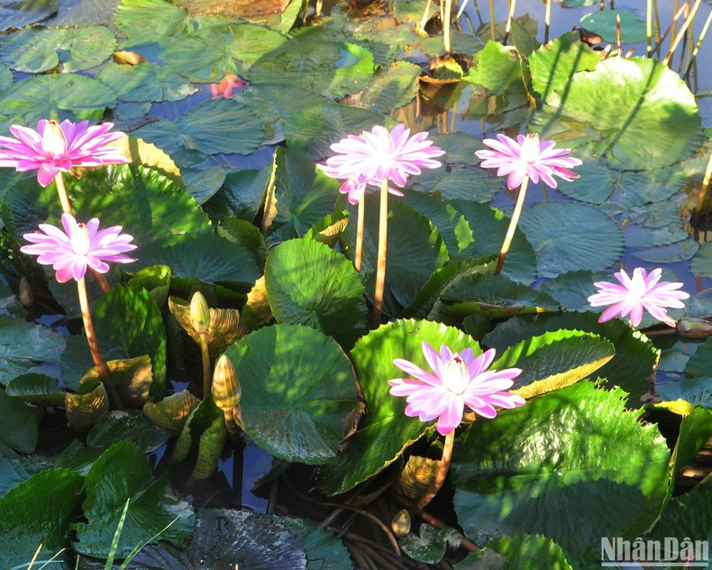In Pictures: Van Dai lotus pond attracts visitors ảnh 4