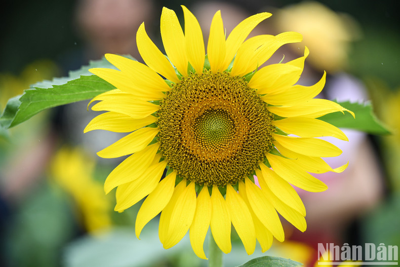 It is known that the when the sunflower garden is at its most beautiful bloom, the petals are spread evenly and the flower colour is shiny yellow. The flowers will fade after around a week. It is known that the when the sunflower garden is at its most beautiful bloom, the petals are spread evenly and the flower colour is shiny yellow. The flowers will fade after around a week.