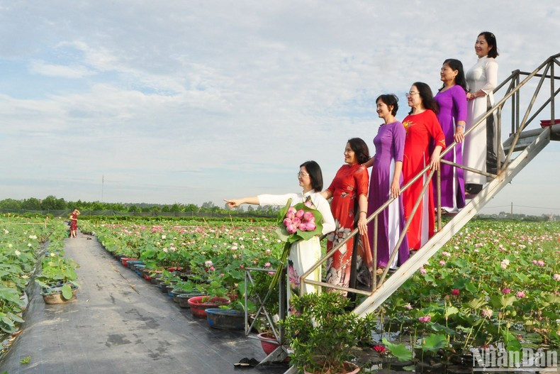 In Pictures: Van Dai lotus pond attracts visitors ảnh 5