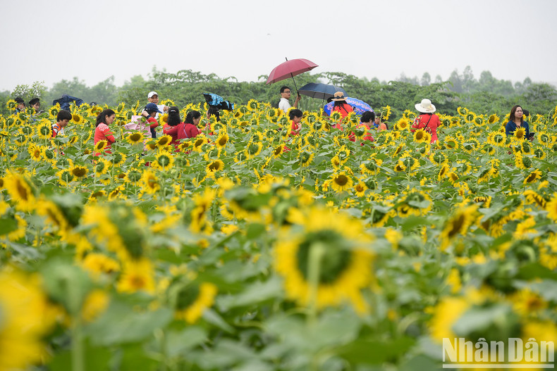 Visitors seem to be lost in another world when standing in the middle of a flower field with thousands of sunflowers in full bloom. This is a new flower growing project of the Ecopark urban area that quickly attracts visitors. Visitors seem to be lost in another world when standing in the middle of a flower field with thousands of sunflowers in full bloom. This is a new flower growing project of the Ecopark urban area that quickly attracts visitors.
