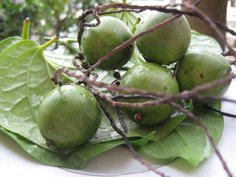 Trau (betel) and cau (areca) create a fine traditional trait in the Vietnamese culture. Trau (betel) and cau (areca) create a fine traditional trait in the Vietnamese culture.