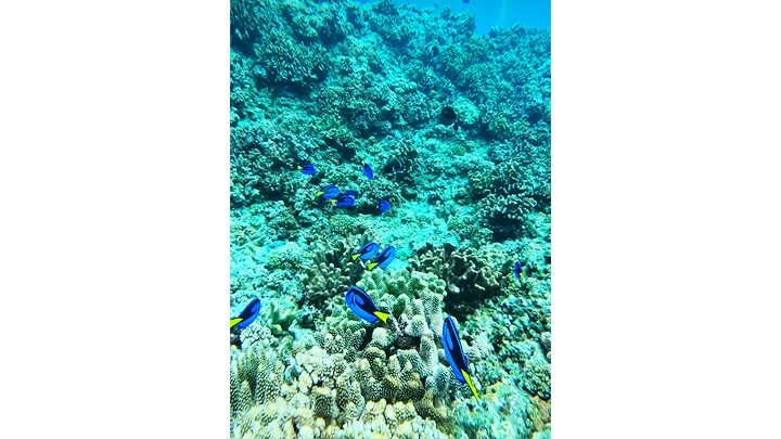 A coral reef A coral reef