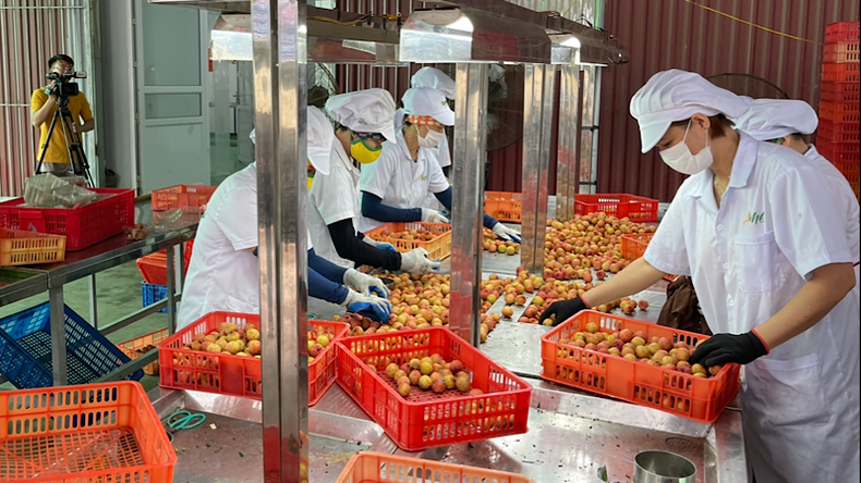 Workers at Ameii Vietnam JSC preliminarily process lychee for export to Japan. Workers at Ameii Vietnam JSC preliminarily process lychee for export to Japan.