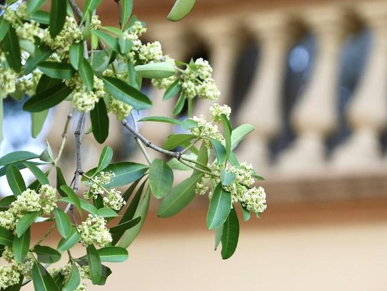 Hoa sua (Milk flowers) are passionate throughout the streets of Hanoi every late autumn. (Photo: Hoang Hieu/VNA)