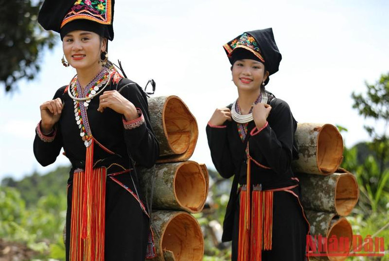 Dao ethnic people of Van Yen harvest cinnamon. Dao ethnic people of Van Yen harvest cinnamon.