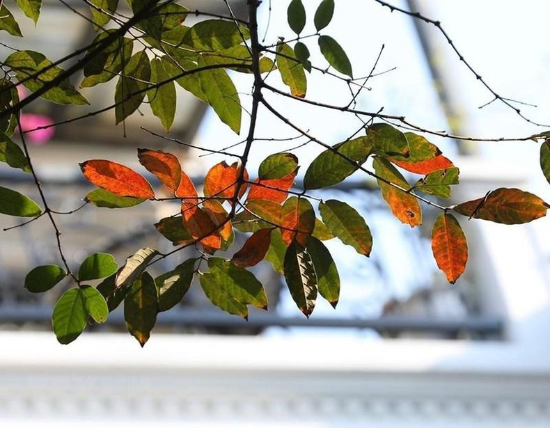 The leaves change colour signalling the end of autumn. (Photo: Hoang Hieu/VNA)