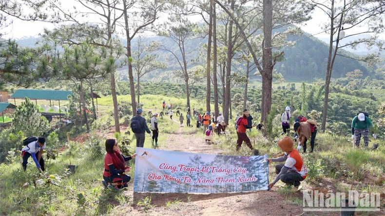 Afforestation at the Ta Nang camping picnic area.