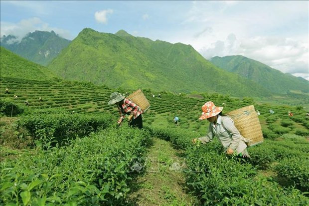Farmers harvest tea buds in a mountainous area. (Photo: VNA) Farmers harvest tea buds in a mountainous area. (Photo: VNA)