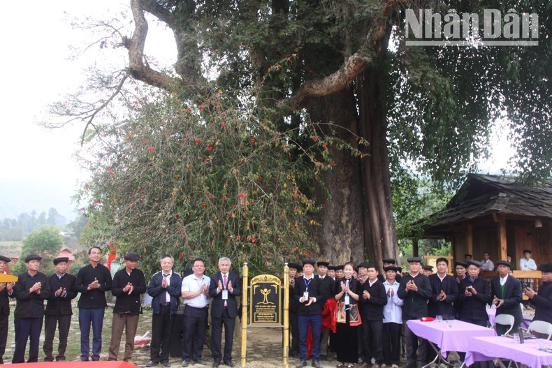 The 1,000-year-old Du-sam tree in Na Tau Village, Ngoc Chien Commune, Muong La District has been recognised as a heritage tree. The 1,000-year-old Du-sam tree in Na Tau Village, Ngoc Chien Commune, Muong La District has been recognised as a heritage tree.