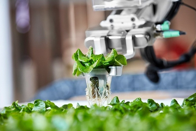 In Vietnam, AI application to agriculture is still new but grabbing attention from the Government and businesses, due to its advantages over traditional farming methods. (Photo: Illustrative photo)