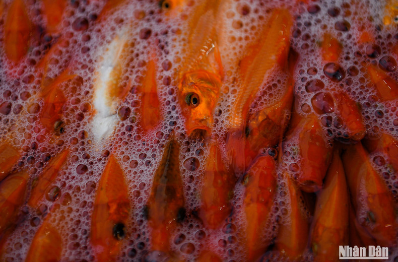 A small trader at Yen So Fish Market noted some points to consider when choosing to buy fish ceremony, such as: choosing to buy fish without peeling scales or a broken tail. When making a purchase, it is necessary to observe whether the fish swims well and dives deep or not. You should buy fish with long tail, bright eyes. A small trader at Yen So Fish Market noted some points to consider when choosing to buy fish ceremony, such as: choosing to buy fish without peeling scales or a broken tail. When making a purchase, it is necessary to observe whether the fish swims well and dives deep or not. You should buy fish with long tail, bright eyes.