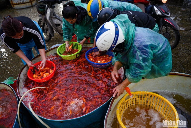 Yen So Fish Market is one of the largest fish markets in northern Vietnam. Yen So Fish Market is one of the largest fish markets in northern Vietnam.