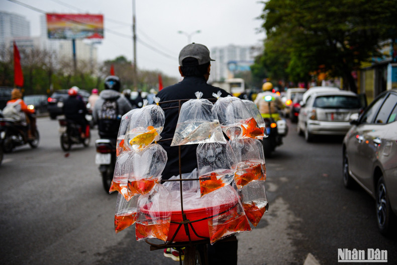 Small traders ride bikes to transport fish to the inner market areas of Hanoi. Small traders ride bikes to transport fish to the inner market areas of Hanoi.