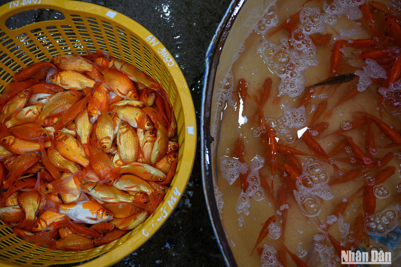 Both types of fish are imported mainly by traders from the provinces of Hai Duong, Nam Dinh, Vinh Phuc, and Phu Tho. Both types of fish are imported mainly by traders from the provinces of Hai Duong, Nam Dinh, Vinh Phuc, and Phu Tho.