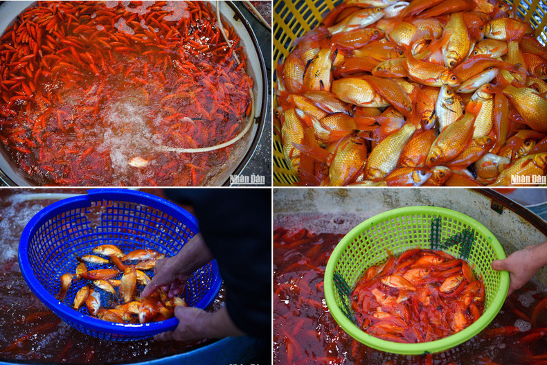 Yellow and red carp are the two main types of fish for sale at the market. Yellow and red carp are the two main types of fish for sale at the market.