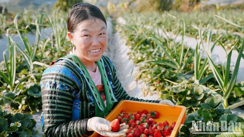Currently, Son La Province has over 740 hectares dedicated to strawberry cultivation, with an expected output of over 9,360 tonnes this year. Currently, Son La Province has over 740 hectares dedicated to strawberry cultivation, with an expected output of over 9,360 tonnes this year.