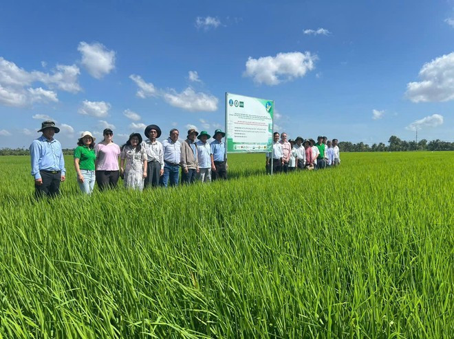 Agriculture has been a cornerstone in the Vietnam - New Zealand cooperation. (Photo: VNA)