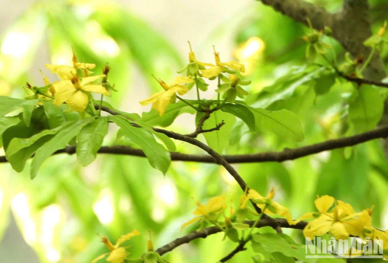 The apricot forest is filled with vibrant yellow colours. The apricot forest is filled with vibrant yellow colours.