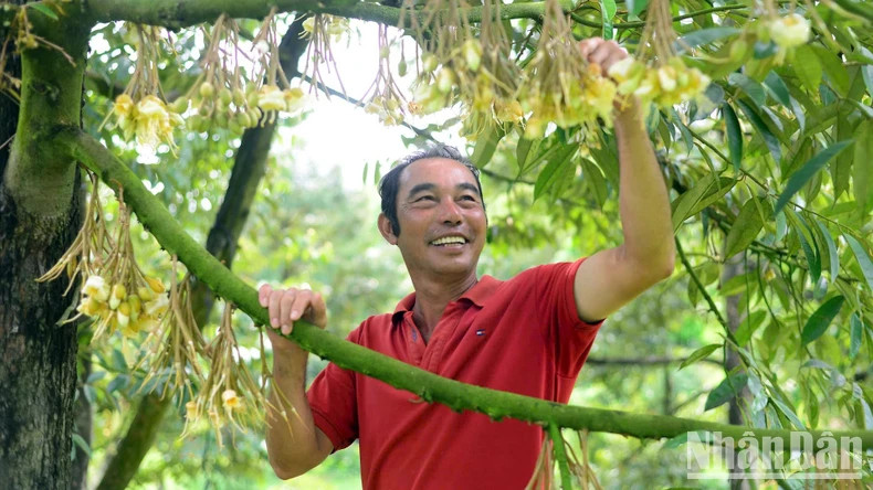 Farmer Nguyen Minh Hong Diep tends to a durian orchard during its flowering and fruit-bearing stage. (Photo: GIANG NAM) Farmer Nguyen Minh Hong Diep tends to a durian orchard during its flowering and fruit-bearing stage. (Photo: GIANG NAM)