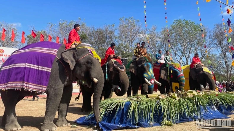 The Buon Don Elephant Festival is one of the Central Highlands’ most distinctive celebrations. The Buon Don Elephant Festival is one of the Central Highlands’ most distinctive celebrations.