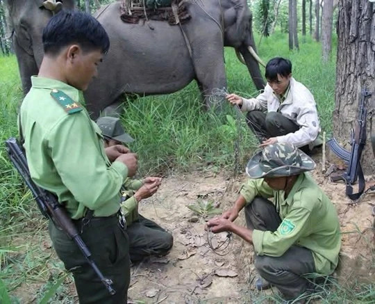 Snare traps collected in Yok Don National Park, Dak Lak Province. (Photo: Provided by Yok Don National Park)
